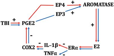 Estrogen as a Neuroprotectant in Both Sexes: Stories From the Bird Brain